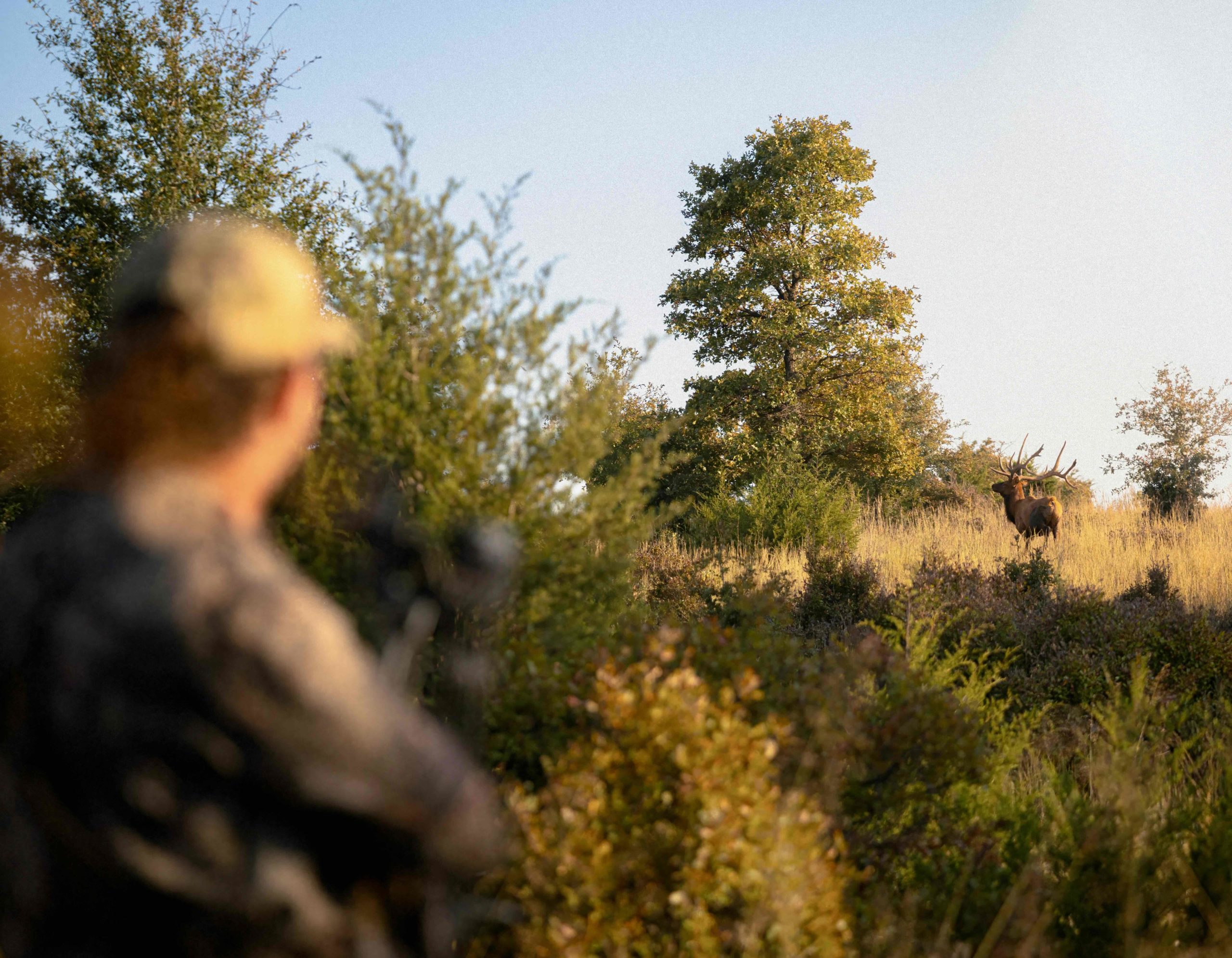 Oklahoma Trophy Elk & Red Stag