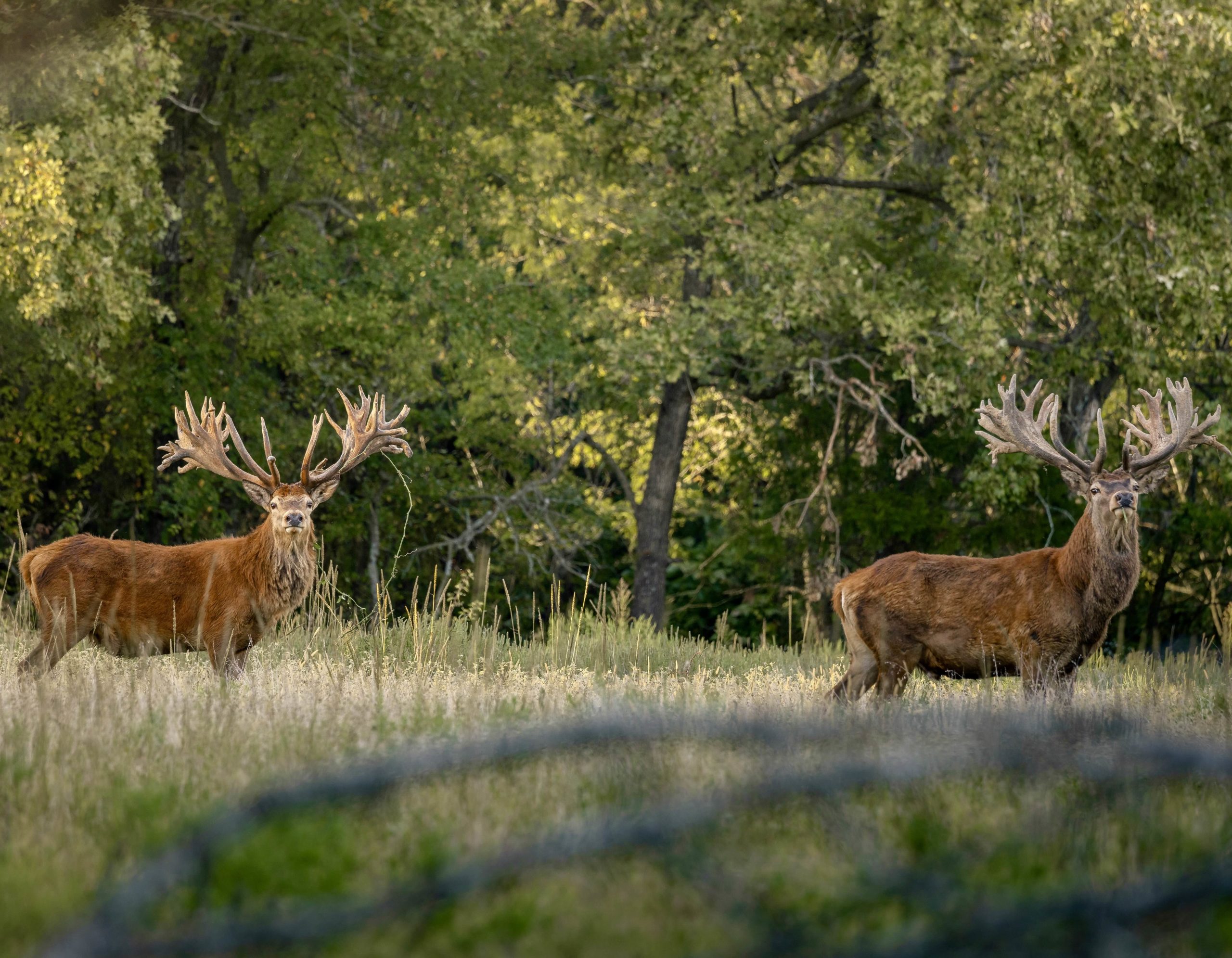 Oklahoma Trophy Elk & Red Stag