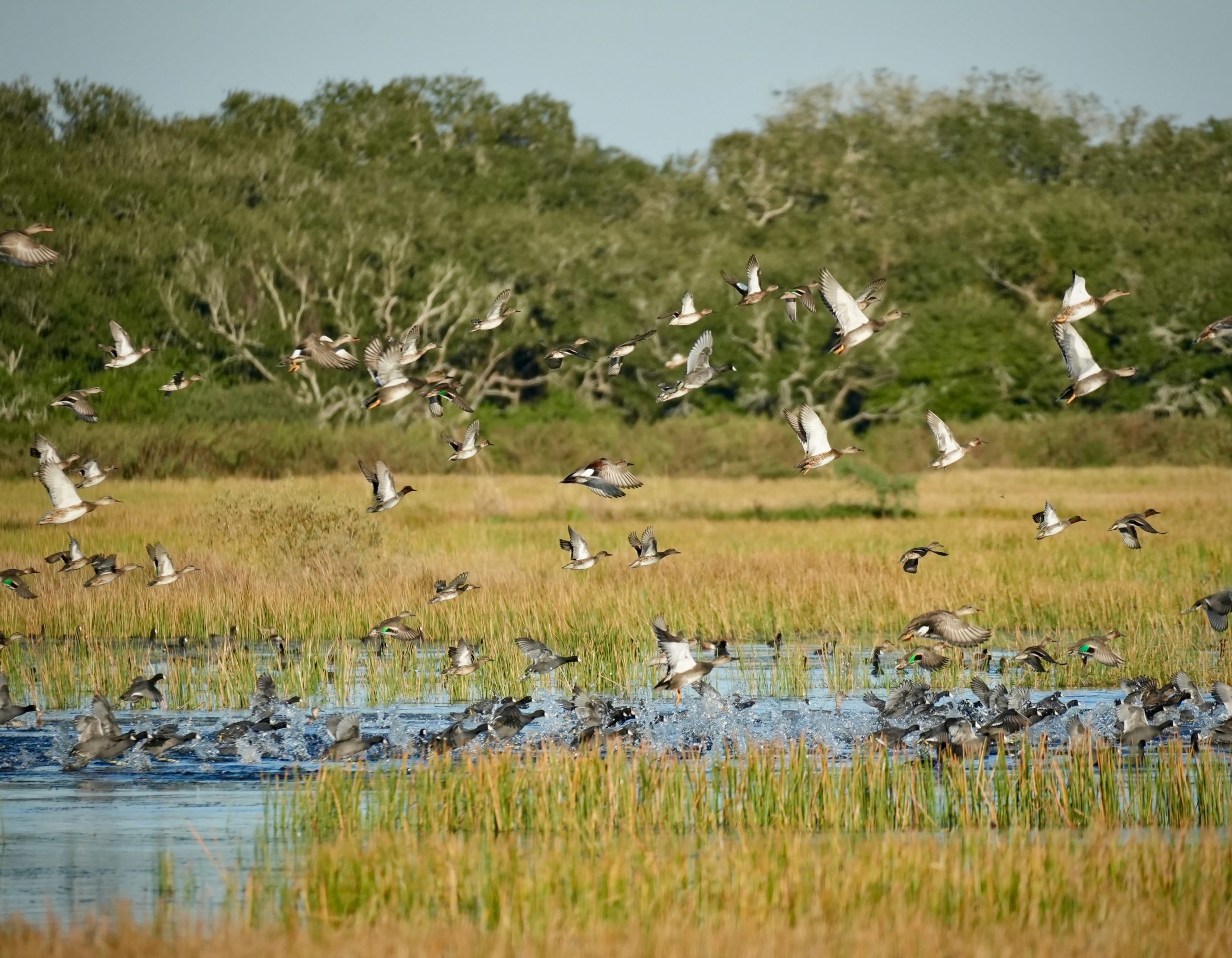 Texas Duck, Upland and Fishing Lodge