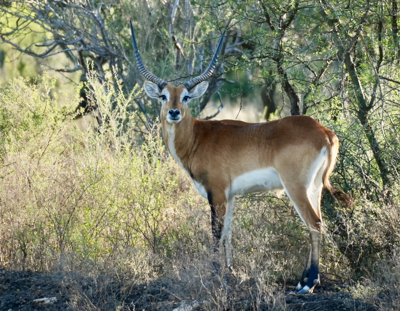 Texas Premier Exotic Hunting Ranch