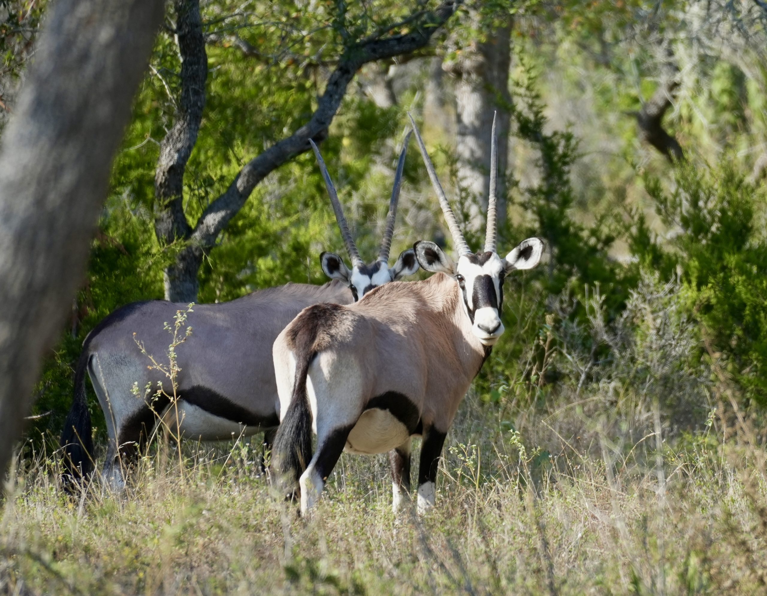 Texas Premier Exotic Hunting Ranch