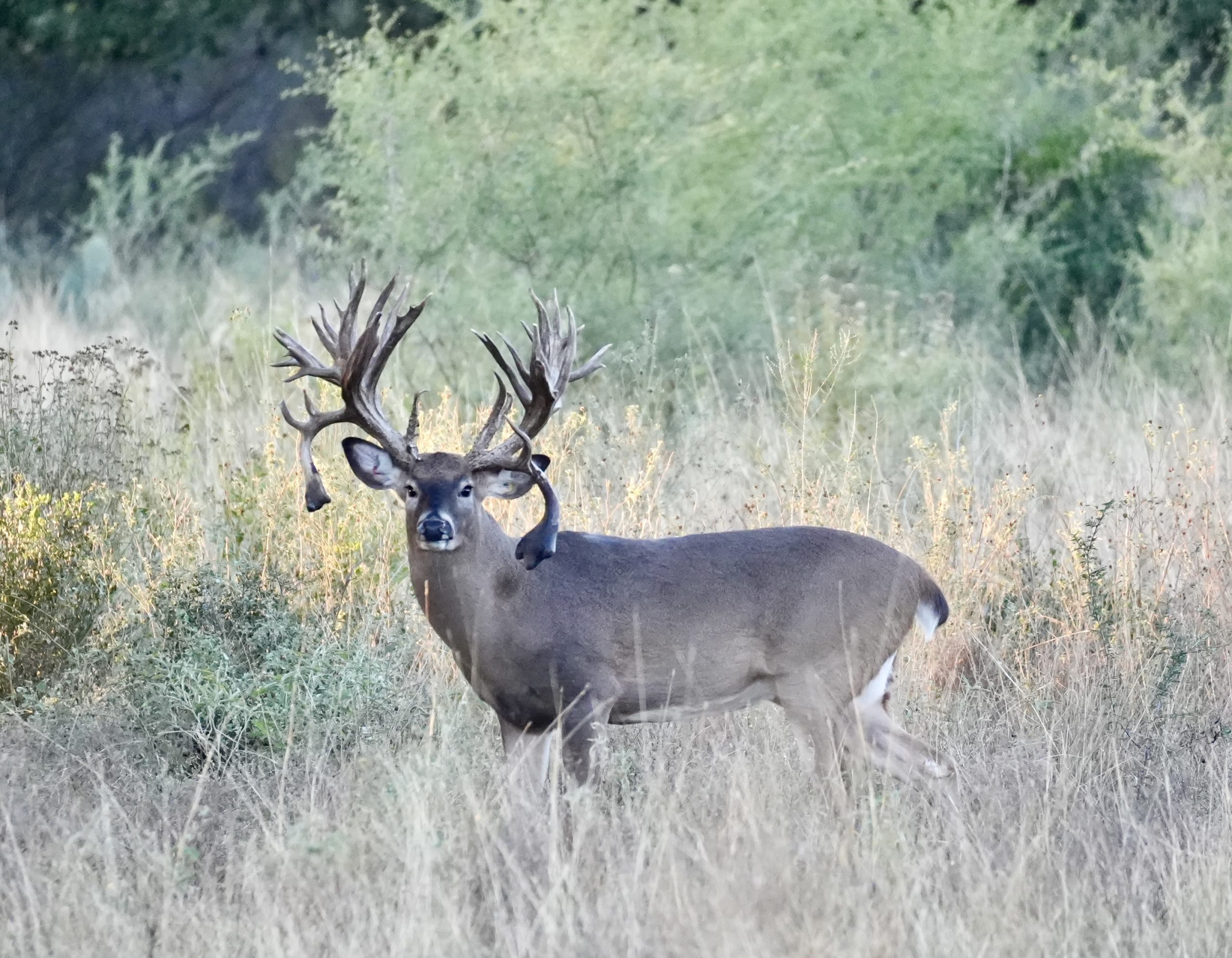 Texas Premier Exotic Hunting Ranch