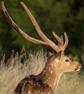 Axis deer roaming the rugged terrain of a Texas hunting ranch in the scenic Texas Hill Country, offering premier exotic hunting experiences.