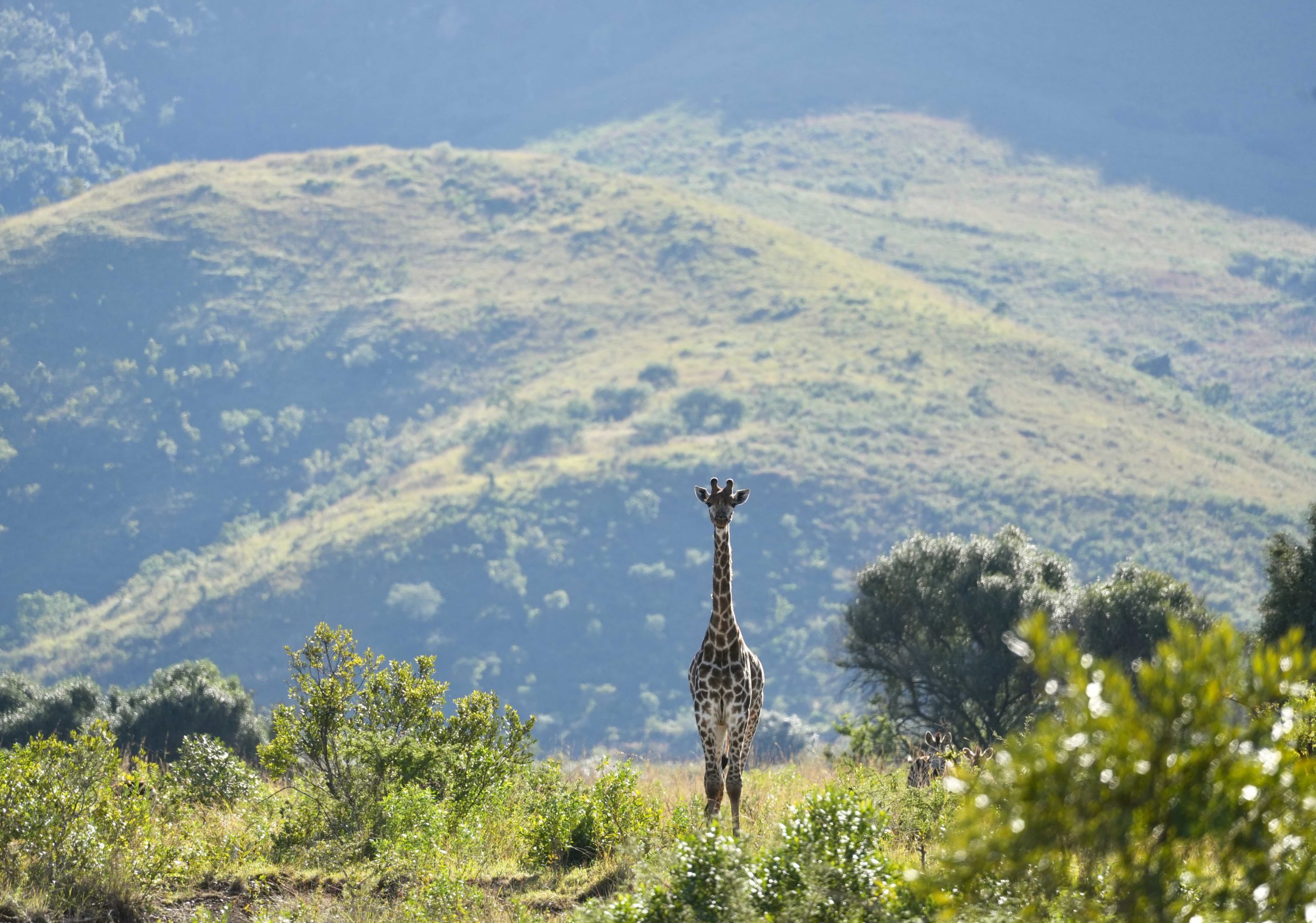 South Africa Free Range hunt - Nature Reserve