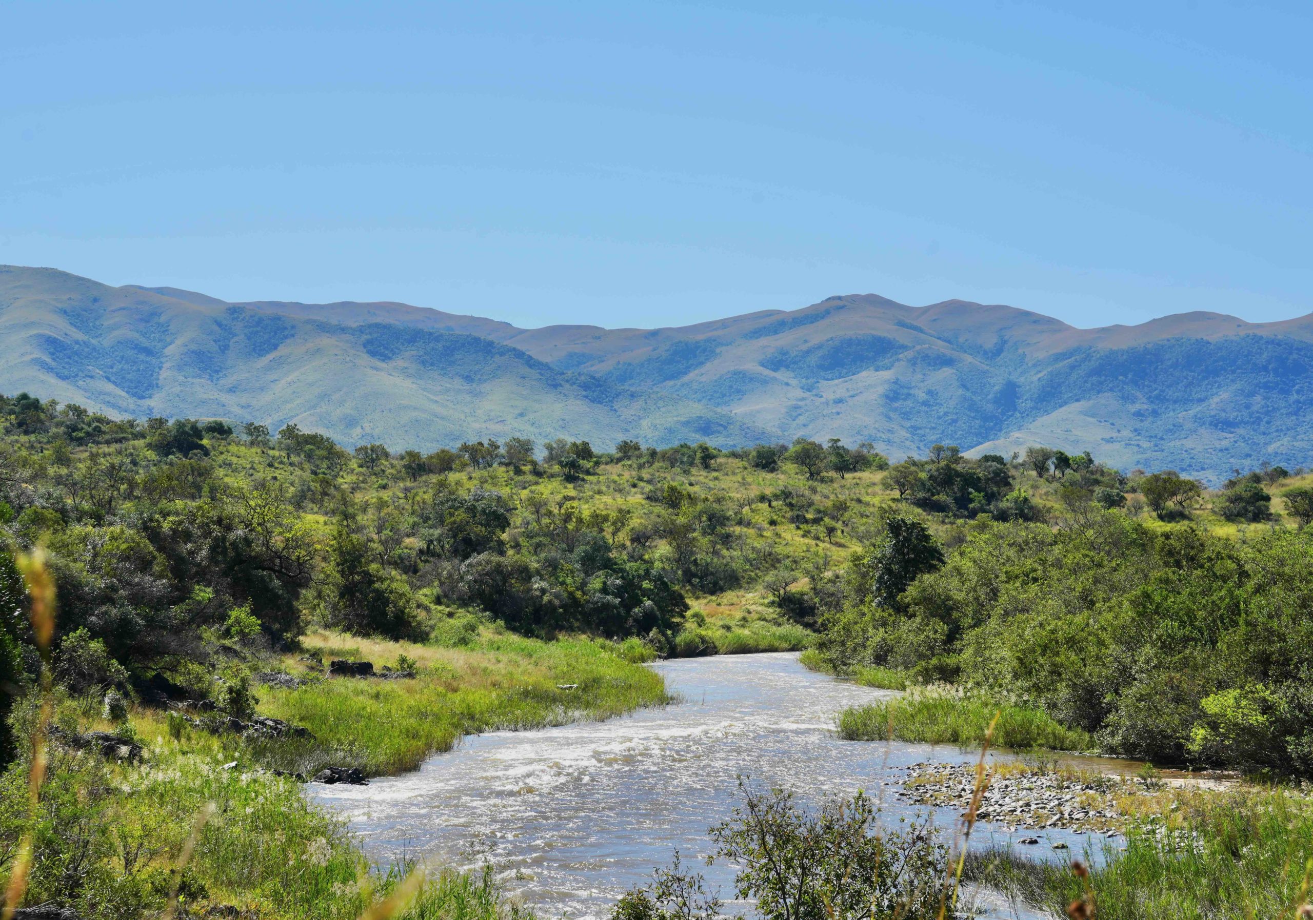 South Africa Free Range hunt - Nature Reserve