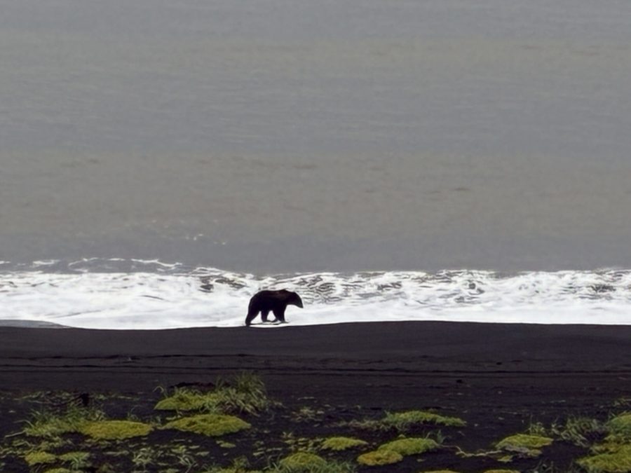 Alaska Moose, Bear, Caribou Lodge Hunt Alaska Moose, Bear, Caribou Lodge Hunt