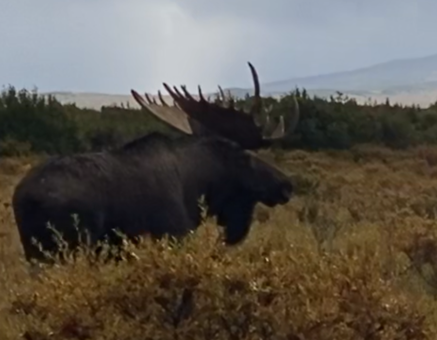 Alaska Moose, Bear, Caribou Lodge Hunt