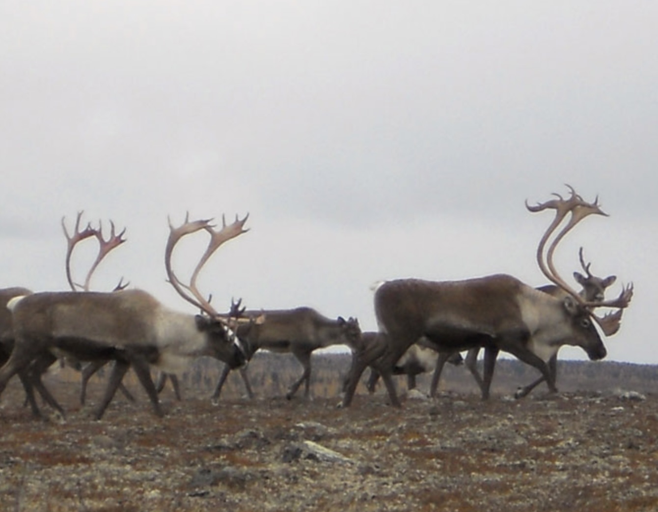 Manitoba Barren Ground Caribou hunting Lodge